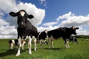 dairy cows